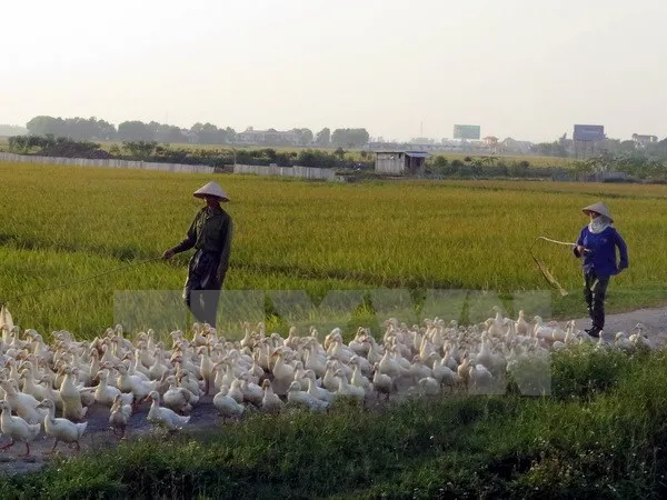 Nam Định chính thức công bố có dịch cúm gia cầm H5N6 ảnh 1