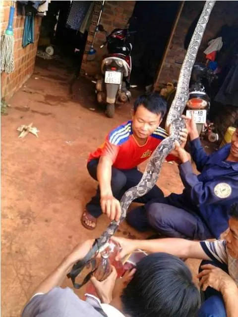 12 người ngộ độc điều trị cả tháng chưa khỏi vì nhậu con nưa ảnh 2 12 người ngộ độc điều trị cả tháng chưa khỏi vì nhậu con nưa - ảnh 1