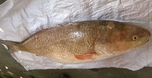 giai ma vi sao ca su vang lai dat nhu vang? hinh 0