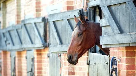 Báo động ngựa bị lạm dụng tình dục ảnh 1