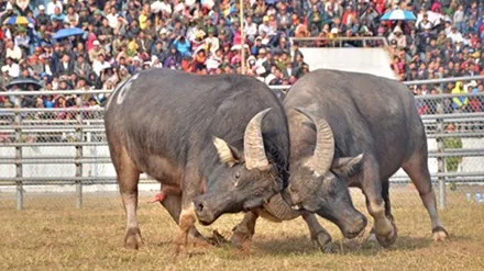 Hà Nội yêu cầu dừng lễ hội chọi trâu 2016 ảnh 1