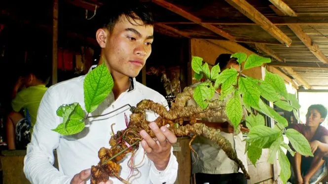 Đào được củ sâm Ngọc Linh “khủng” hơn 150 năm tuổi 