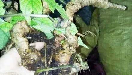 Đào được củ sâm Ngọc Linh “khủng” hơn 150 năm tuổi 