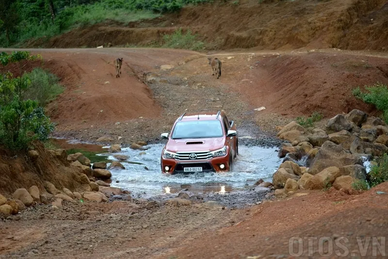 Lái xe gặp chó, trâu, bò trên đường, tránh cách nào an toàn? ảnh 2