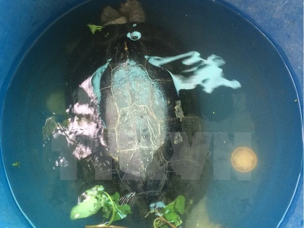 Bắt được 'cụ rùa' hơn 50 tuổi trong ao ở Bạc Liêu ảnh 1