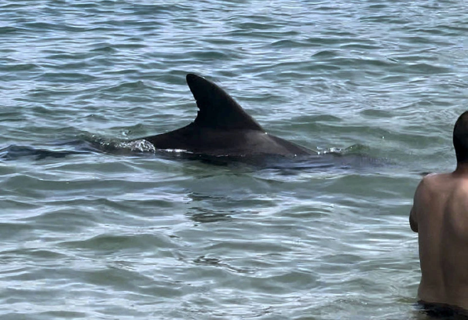 Cá heo tấn công người.jpg