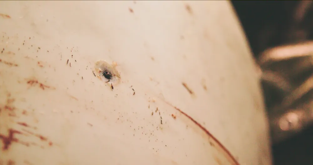 Vết đạn trên xác cá voi trắng Hvaldimir.png