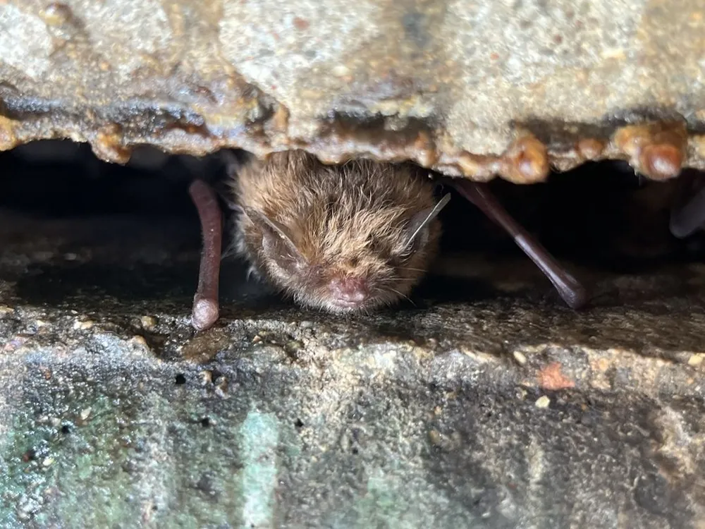 cuộc thi sắc đẹp dành cho dơi_5.jpg