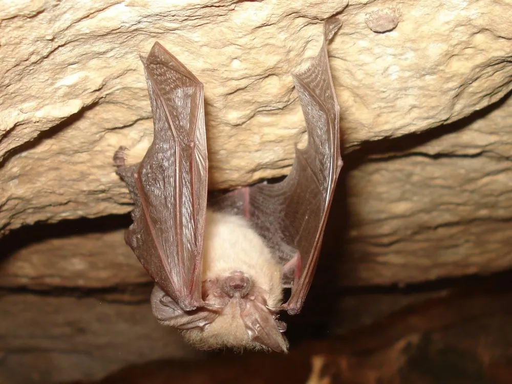 cuộc thi sắc đẹp dành cho dơi.jpg