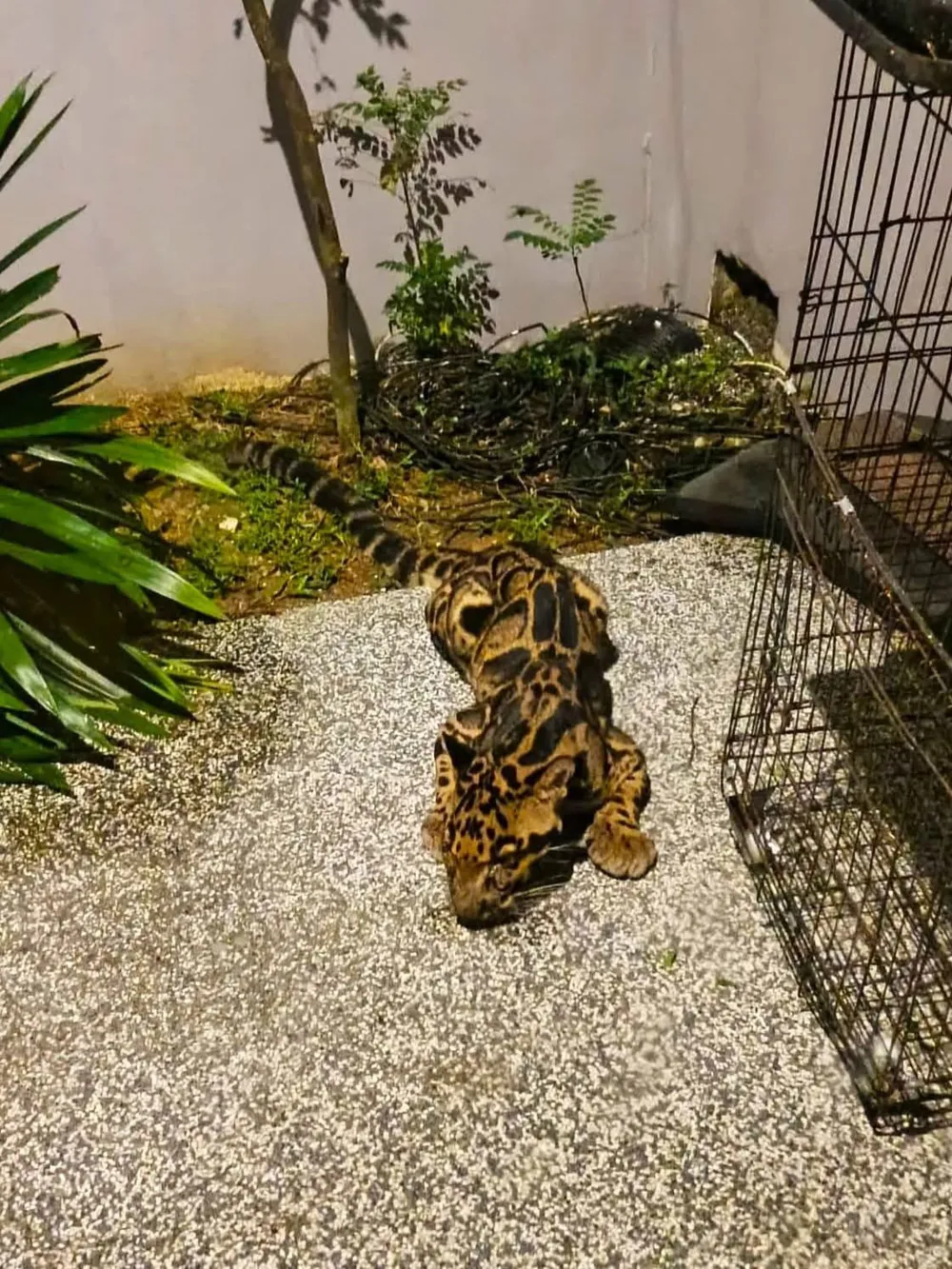 Tức tốc trong đêm vây bắt báo hoang dã trên mái nhà dân ở Malaysia.jpg