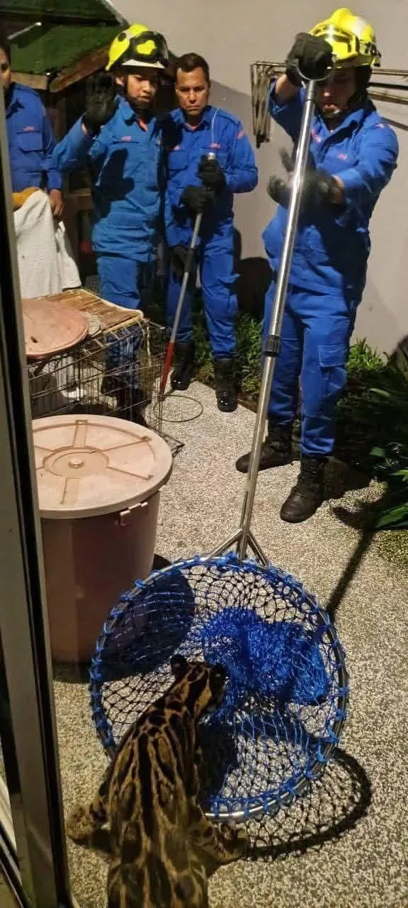 Tức tốc trong đêm vây bắt báo hoang dã trên mái nhà dân ở Malaysia_2.jpg