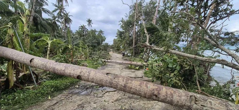 cây đỗ do bão Bualoi.jpg