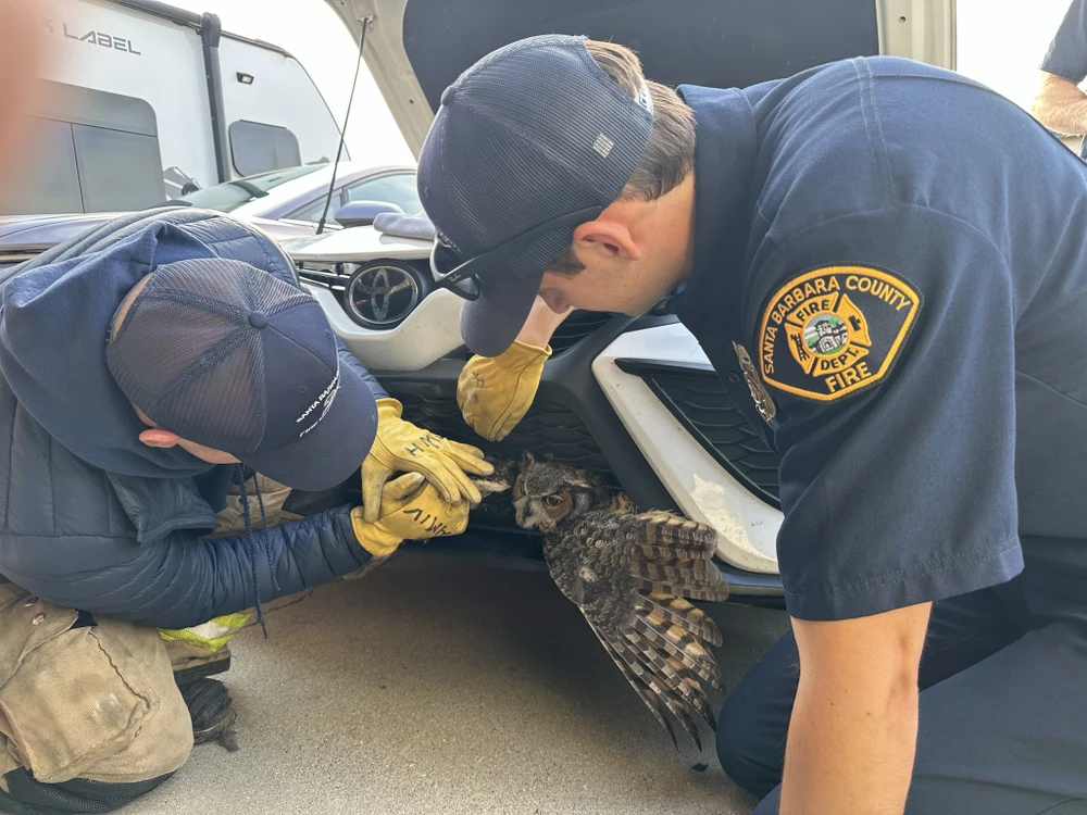 2312 Giải cứu cú mèo khỏi lưới tản nhiệt xe hơi_1.jpg