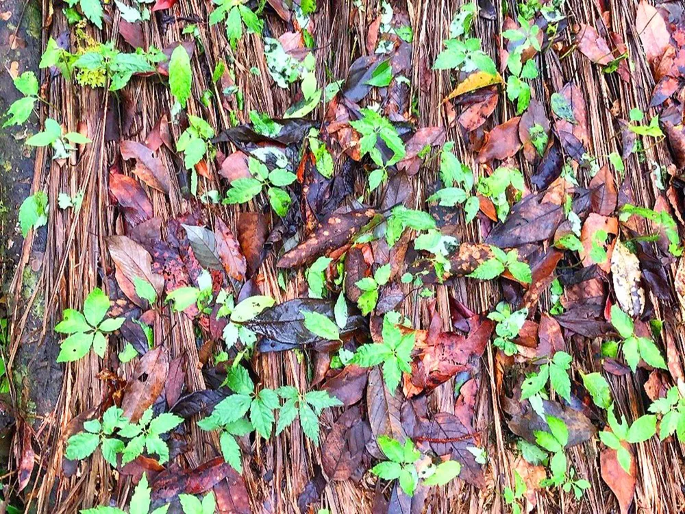 Vườn sâm Ngọc Linh tại huyện Tu Mơ Rông bị ảnh hưởng do mưa đá.