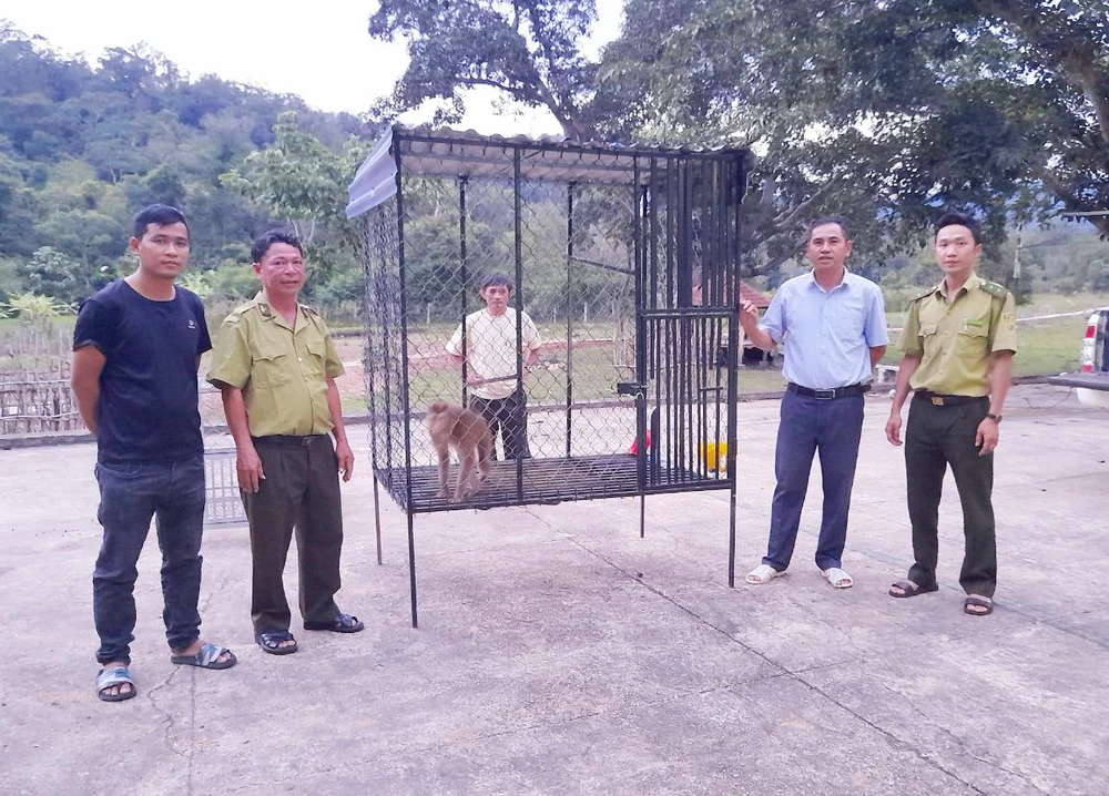 Hạt kiểm lâm la Pa bàn giao cá thể khỉ đuôi lợn cho Trung tâm Cứu hộ, bảo tồn và Phát triển sinh vật thuộc Vườn Quốc gia Kon Ka Kinh.