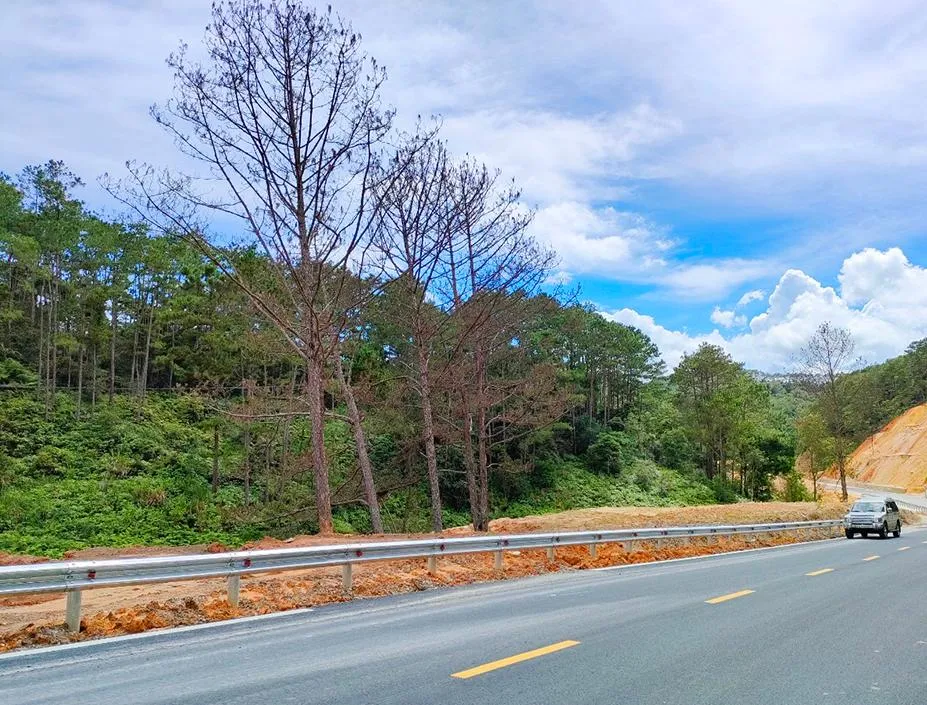 Hạt Kiểm lâm Kon Plông xác định có 204 cây rừng dọc Quốc lộ 24 bị chết. Ảnh: LK