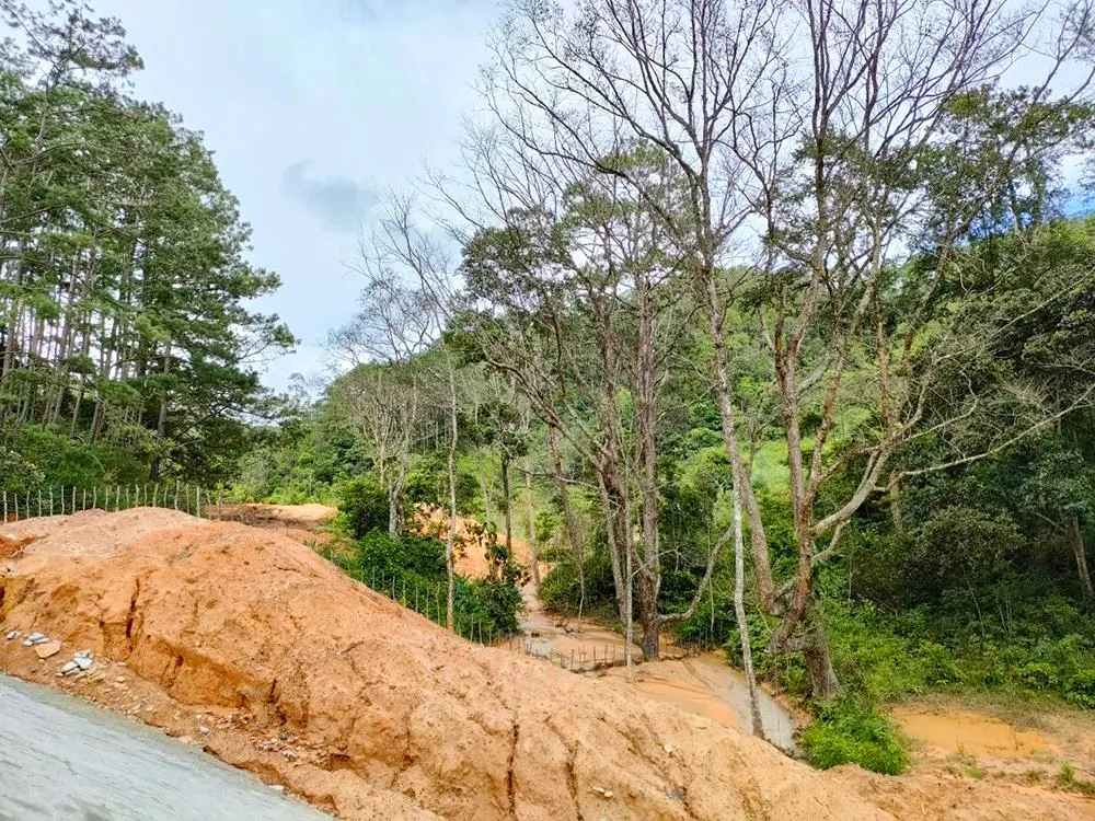 Bùn đất đổ xuống suối, nhiều cây rừng tự nhiên bắt đầu chết dần.