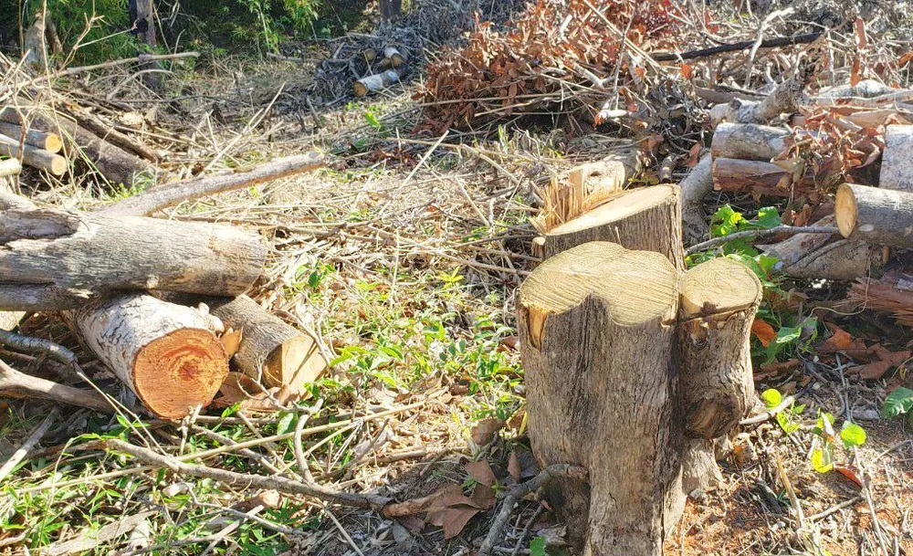 Một vụ phá rừng trên lâm phần do Công ty Lâm nghiệp Ia Pa quản lý. Ảnh: LK Một vụ phá rừng trên lâm phần do Công ty Lâm nghiệp Ia Pa quản lý. Ảnh: LK