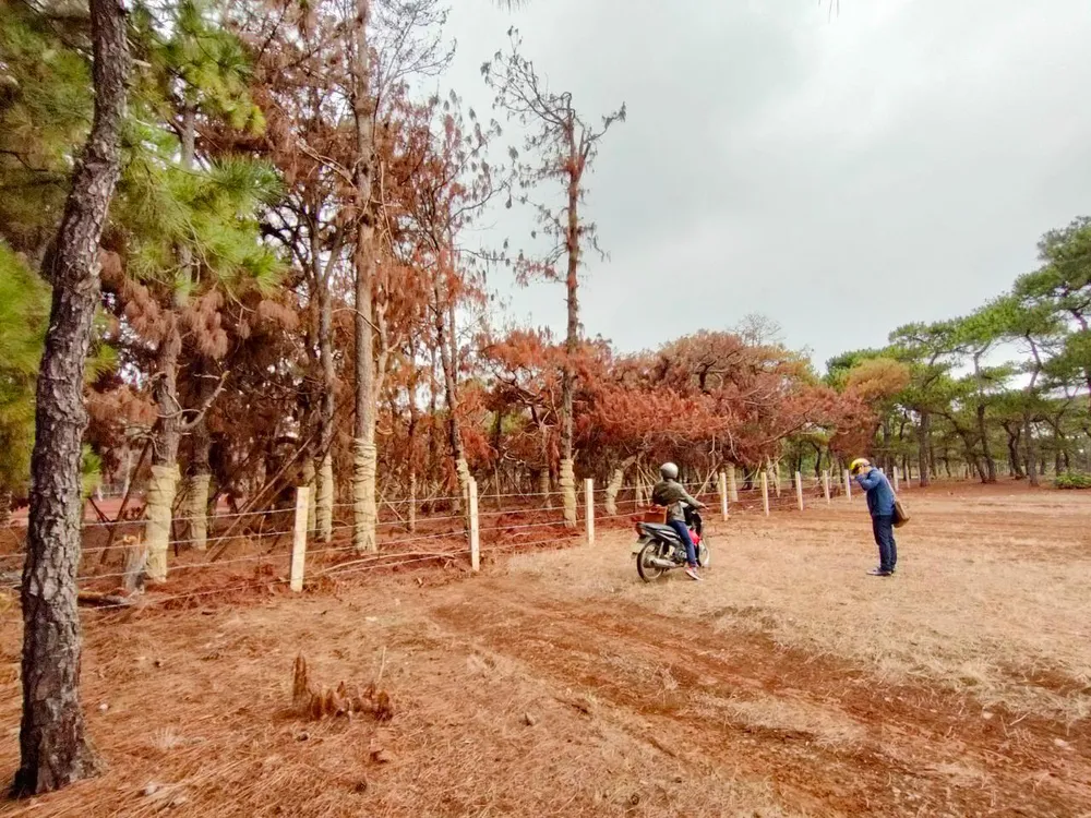 Hàng ngàn cây thông bị chết do di dời khỏi dự án sân golf Đắk Đoa. Ảnh: LK