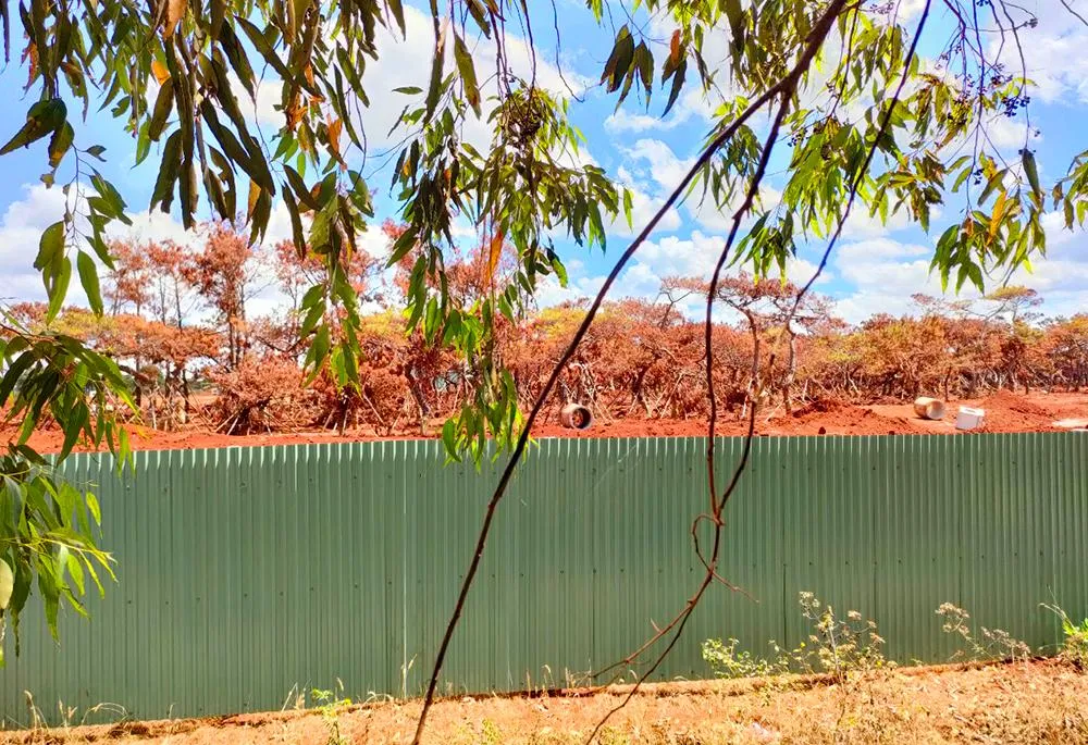 Phương án di thực đã tạm ngừng, Sở NN&amp;PTNT Gia Lai yêu cầu chủ đầu tư thuê chuyên gia đánh giá lại quá trình di thực.