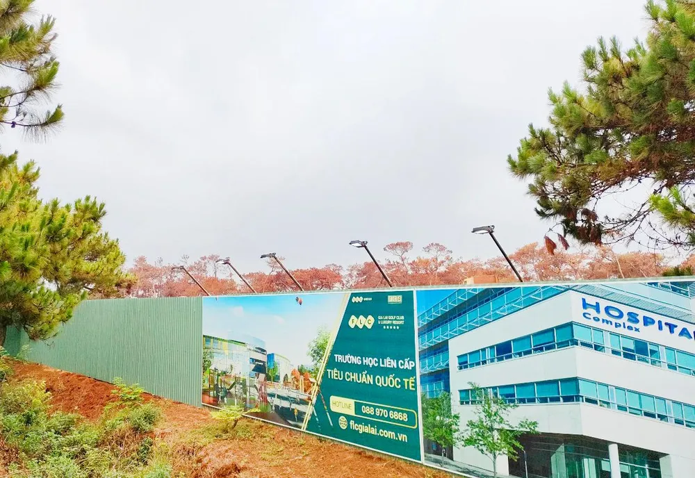 Việc di dời cây thông để thực hiện dự án sân golf Đắk Đoa làm hàng ngàn cây thông bị chết. Ảnh: LK.