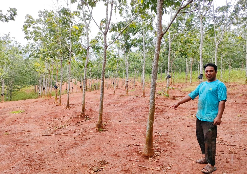 Vườn cao su trồng hơn 13 vẫn chưa cạo mủ vì cây kém phát triển. Ảnh: LK.