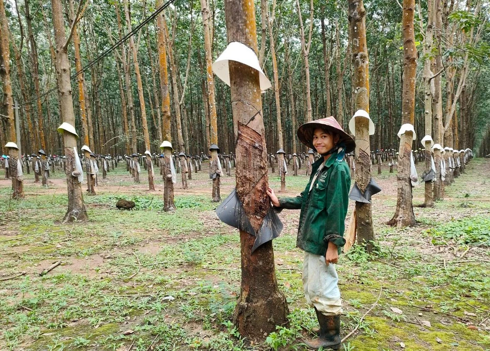 Một vườn cây cao su khác trồng cùng thời điểm nhưng lại cho năng suất cao. Ảnh: LK.