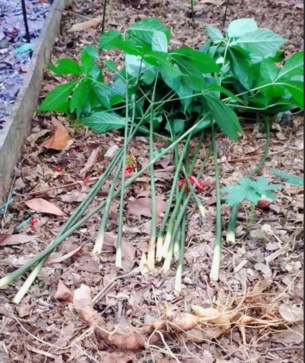 Vườn sâm Ngọc Linh bị nhổ gốc. Ảnh: AP