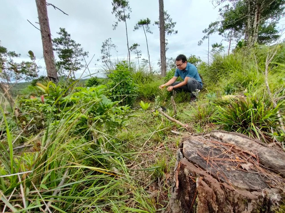 Sau năm năm san ủi rừng thông, dự án mắc ca vẫn èo uột, kém phát triển. Ảnh: LK.