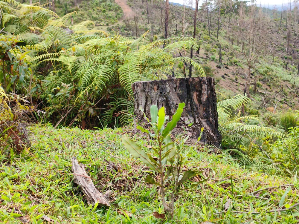 Những đồi trồng thông trước đây giờ trơ trụi.