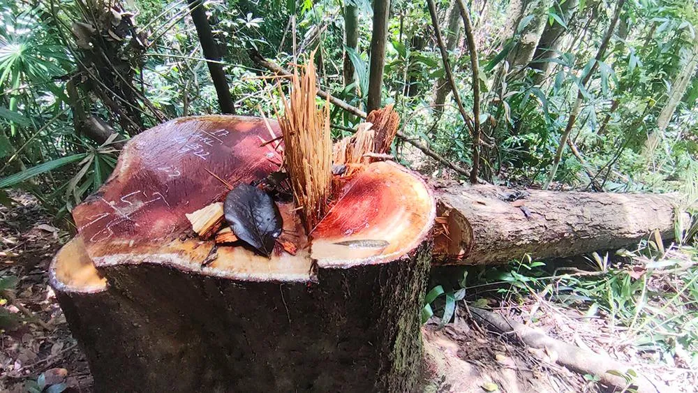 Hiện trường vụ phá rừng tại xã Mô Rai. Ảnh: LK. Hiện trường vụ phá rừng tại xã Mô Rai. Ảnh: LK.