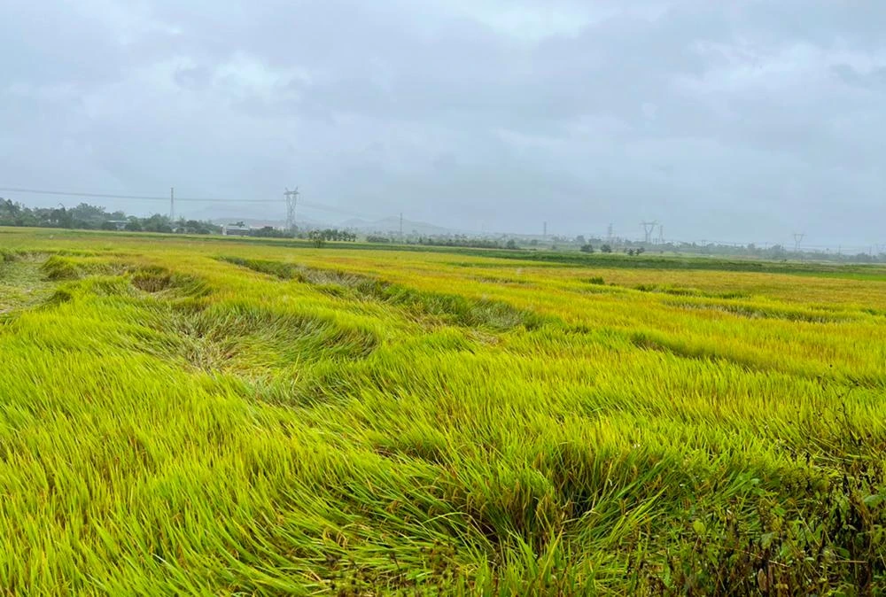 Nông nghiệp huyện Đắk Hà cũng bị thiệt hại nặng nề. Ảnh: HA