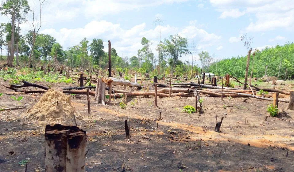 Hiện trường vụ phá rừng tại Đức Cơ. Ảnh: VY