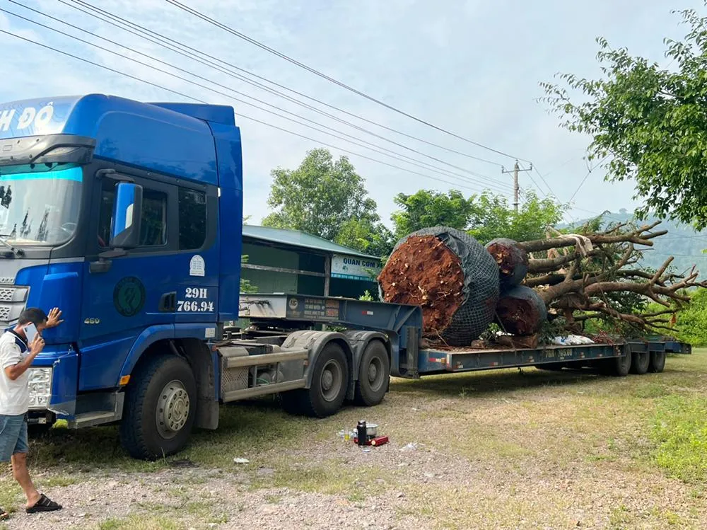 Xe ô tô và rơ moóc vi phạm. Xe ô tô và rơ moóc vi phạm.