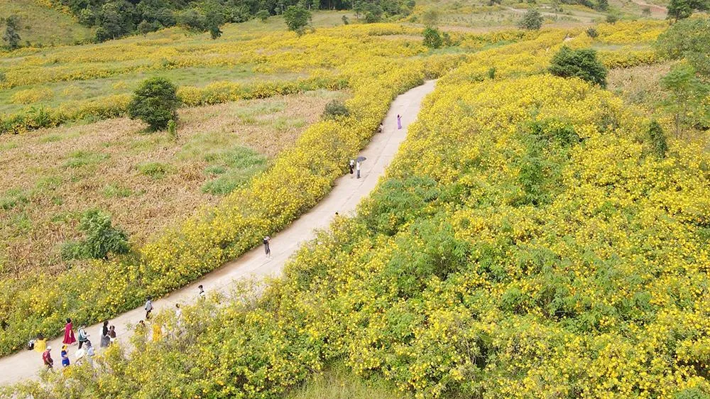 Trong suốt sự kiện tuần lễ hoa dã quỳ, du khách có thể trải nghiệm các hoạt động chinh phục núi lửa có độ cao 975 m, tham gia các trò chơi dân gian, xem trình diễn cồng chiêng, tạc tượng và thưởng thức ẩm thực Tây Nguyên.