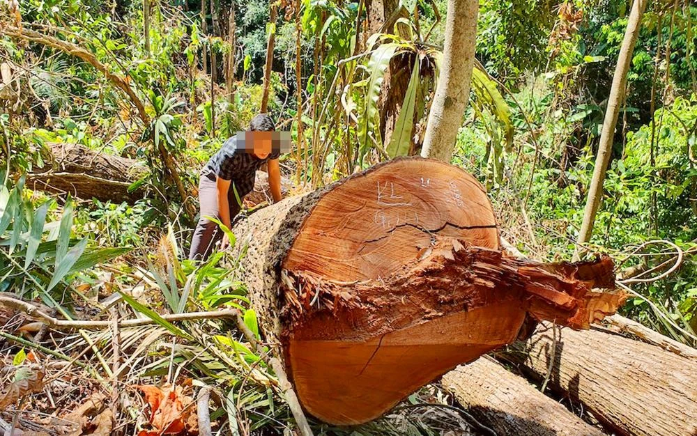 Một vụ phá rừng tại thị trấn Măng Đen, huyện Kon Plông.