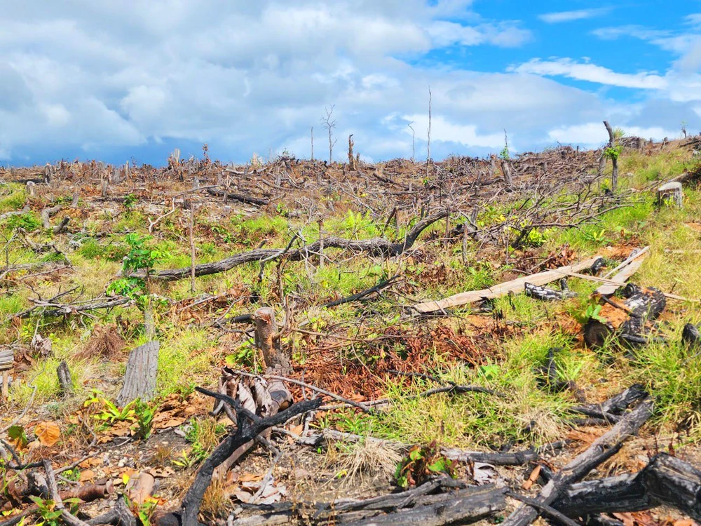 Vụ phá rừng xảy ra tại lâm phần xã Đắk Kơ Ning quản lý. Ảnh: LA.