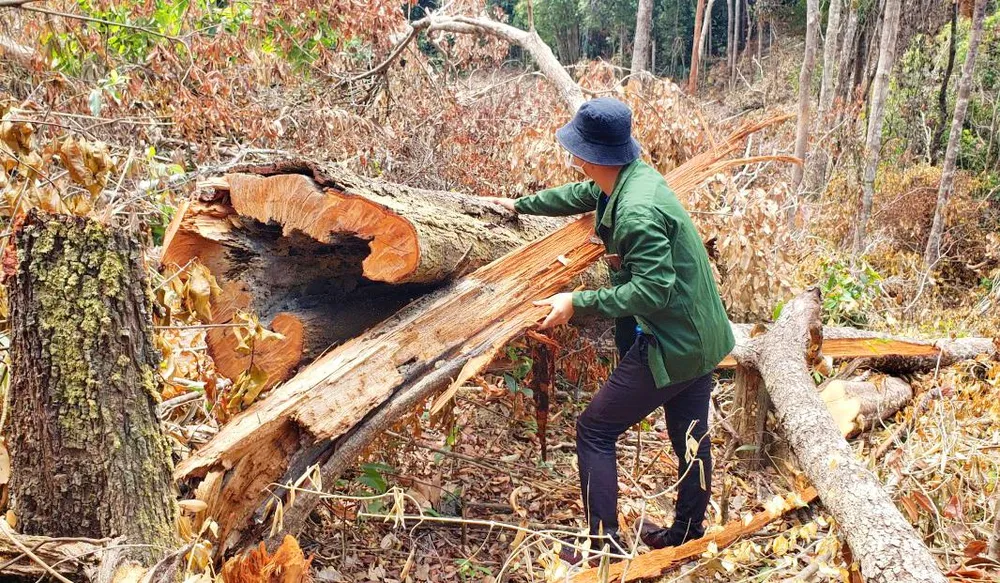 Tỉnh Gia Lai để mất 196.000 ha rừng. Ảnh một vụ phá rừng tại huyện Ia Grai. Ảnh: LK.