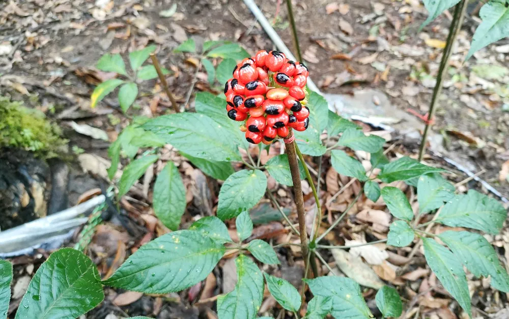 Sâm Ngọc Linh là loài dược liệu đặc hữu chỉ có ở núi Ngọc Linh. Ảnh: LK.