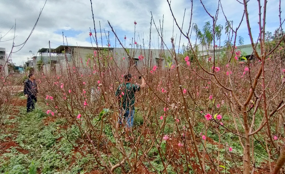 Vườn đào bà Nguyễn Thị Thỏa nở rộ sắc hồng dịp Tết. Ảnh: LK.