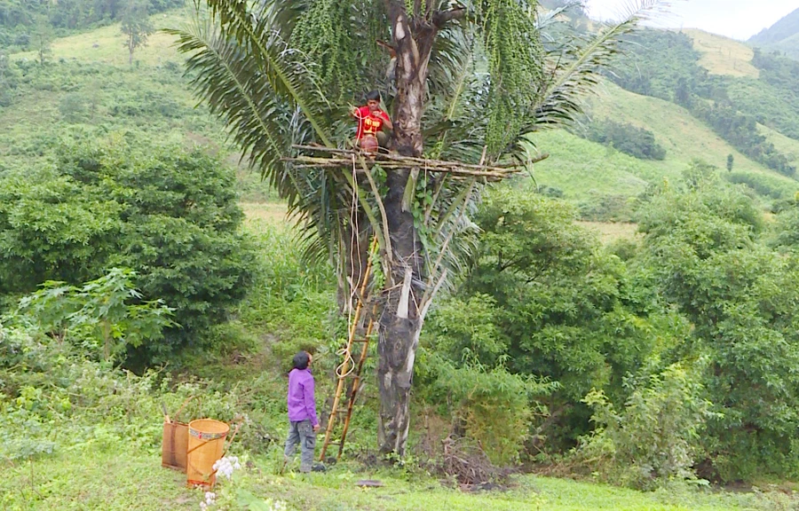 Cây đóak được bà con lấy nước làm rượu. Ảnh: LK