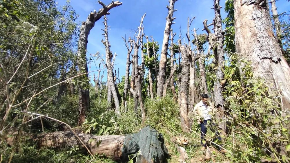 Rừng cây xanh sau khi di dời ra nghĩa trang Trà Đa đã chết khô hàng loạt. Ảnh: LK. Rừng cây xanh sau khi di dời ra nghĩa trang Trà Đa đã chết khô hàng loạt. Ảnh: LK.
