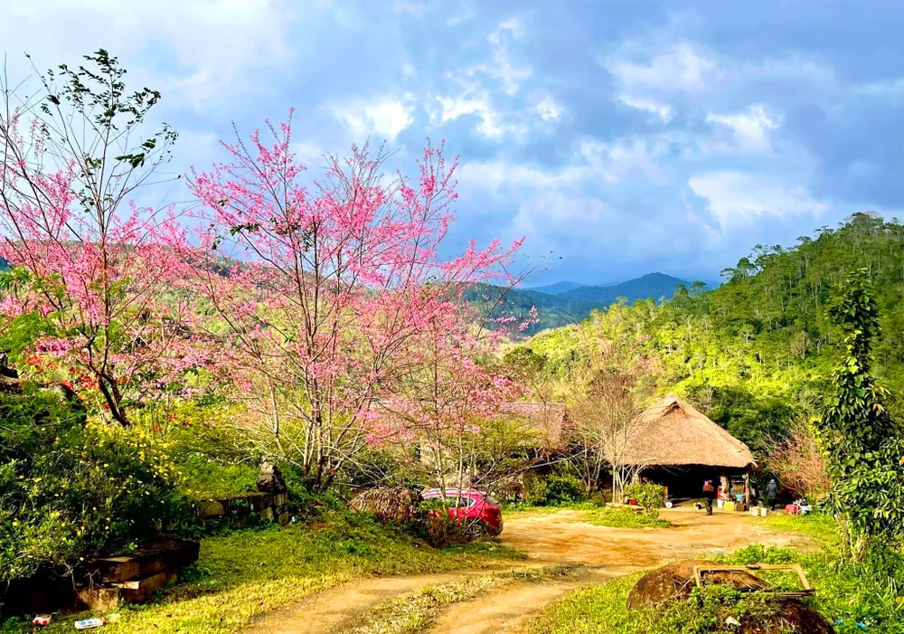 Khung cảnh hoa đào khoe sắc rất đẹp mắt. Khung cảnh hoa đào khoe sắc rất đẹp mắt.