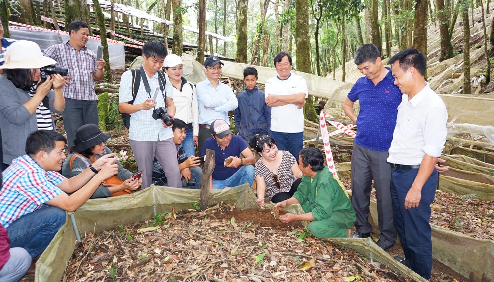 Sâm Ngọc Linh được xem là lợi thế để phát triển du lịch. Ảnh: LK.