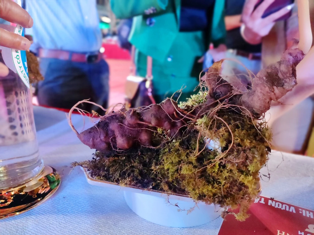 Củ sâm giải nhất được đấu giá 250 triệu đồng.