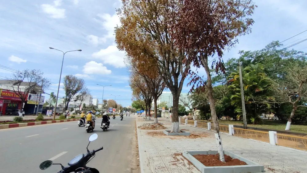 Một số cây xanh có dấu hiệu chết. Ảnh: LK. Một số cây xanh có dấu hiệu chết. Ảnh: LK.