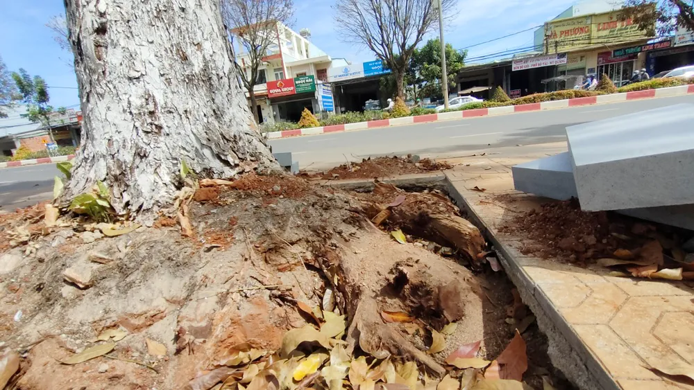 Xung quanh cây, các rễ to đã bị cắt. Xung quanh cây, các rễ to đã bị cắt.