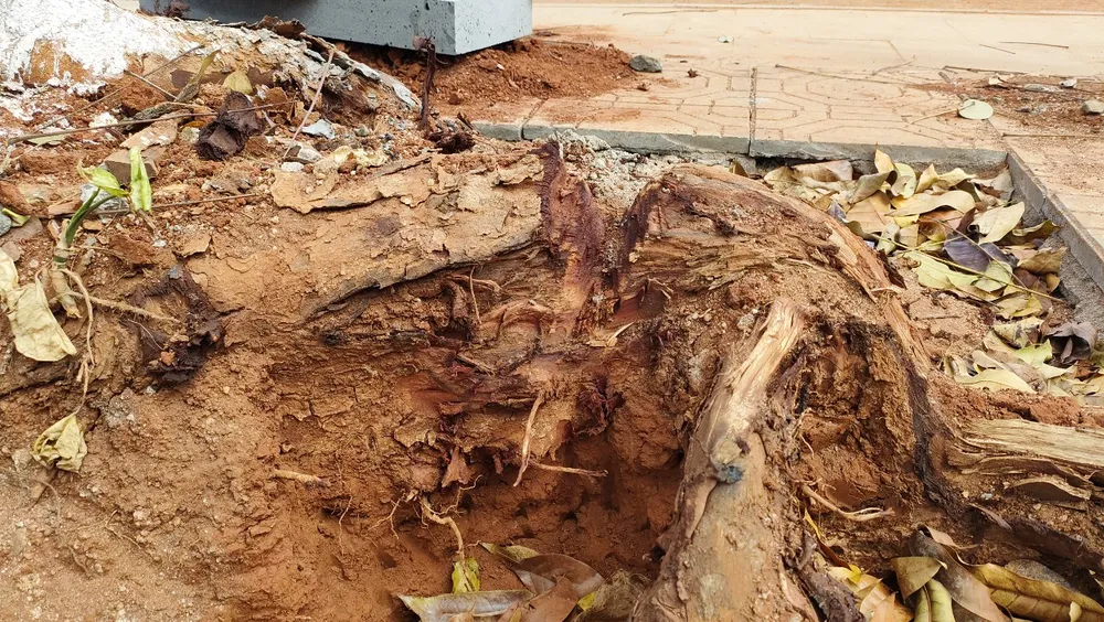 Rễ cây bị chặt để làm chỉnh trang vỉa hè. Rễ cây bị chặt để làm chỉnh trang vỉa hè.