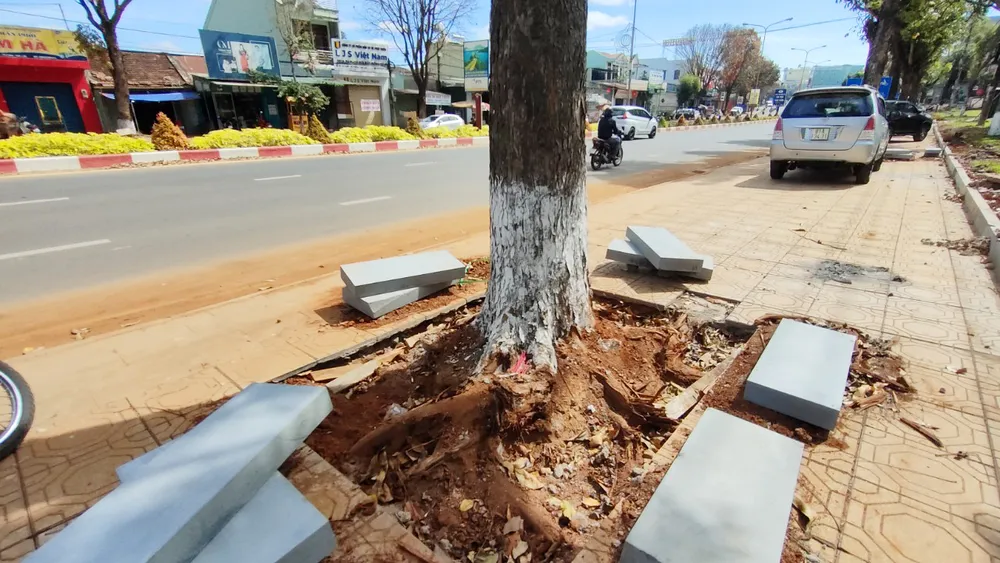 Dọc đường Lê Duẩn, rất nhiều cây xanh bị chặt rễ. Dọc đường Lê Duẩn, rất nhiều cây xanh bị chặt rễ.