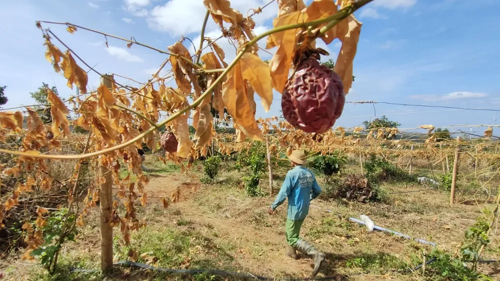 Vườn chanh leo của ông Hảo bị chặt hạ. Ảnh: LK